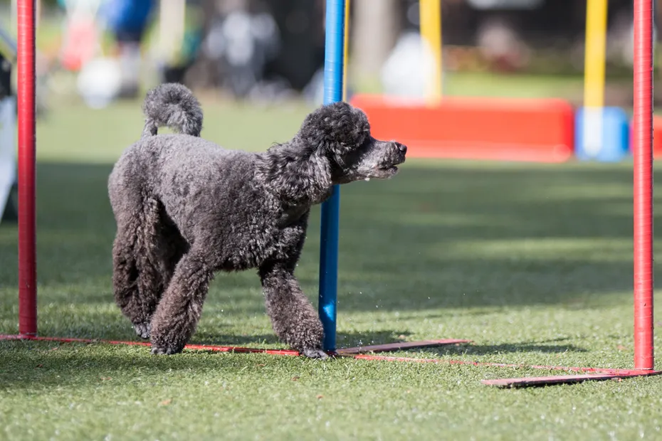 Moyen/Klein Poodle doing agility training