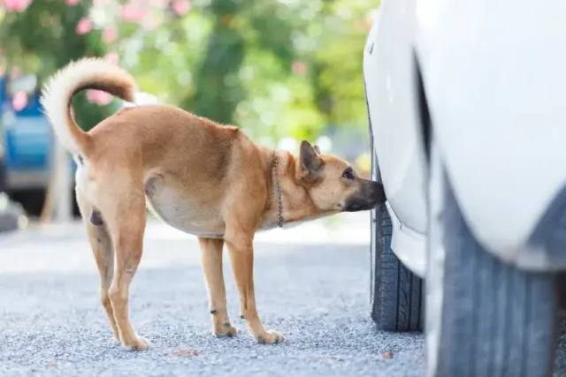Why Do Dogs Love Things That Smell Bad to Humans? Vet-Verified Facts