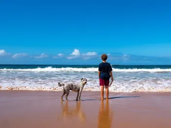 Top 3 Dog-Friendly Beaches Near Cambria, California: On & Off-Leash Options