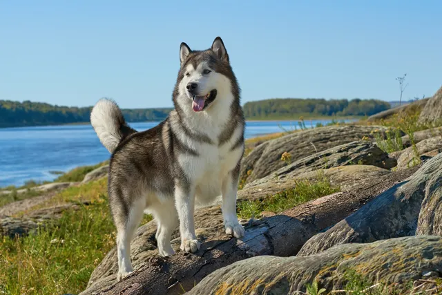 13 Vet-Verified Alaskan Malamute Facts That You'll Love to Learn