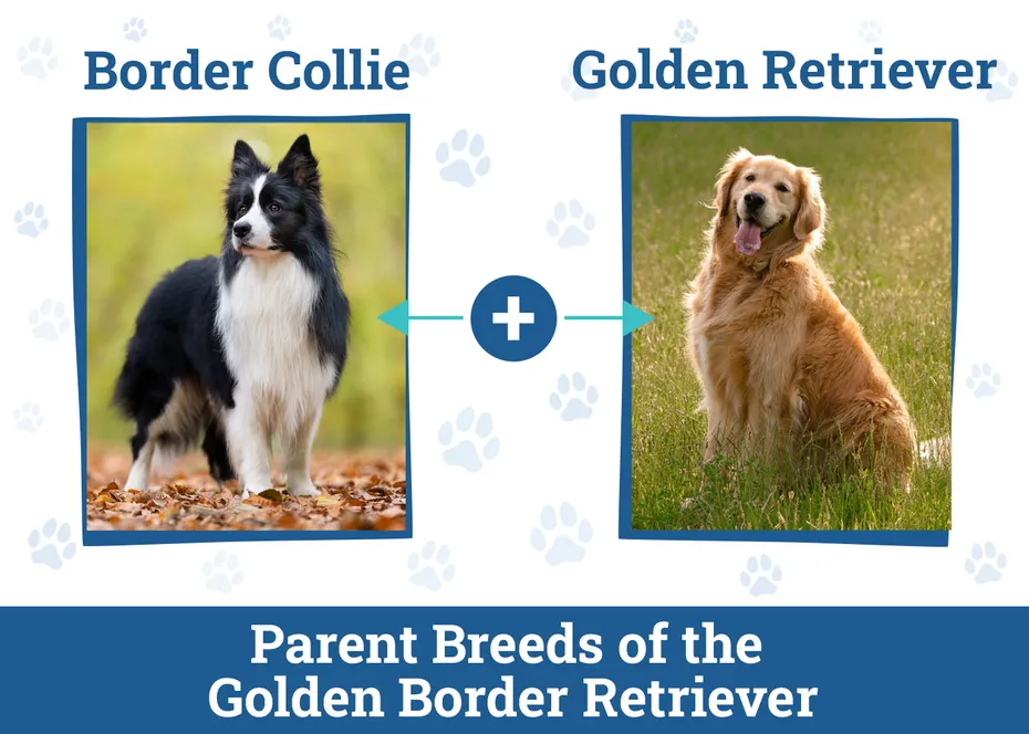 Parent Breeds of the Border Golden Retriever