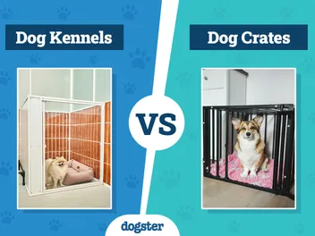 Dog Kennels vs. Crates: Vet-Verified Differences (With Info & Pictures)