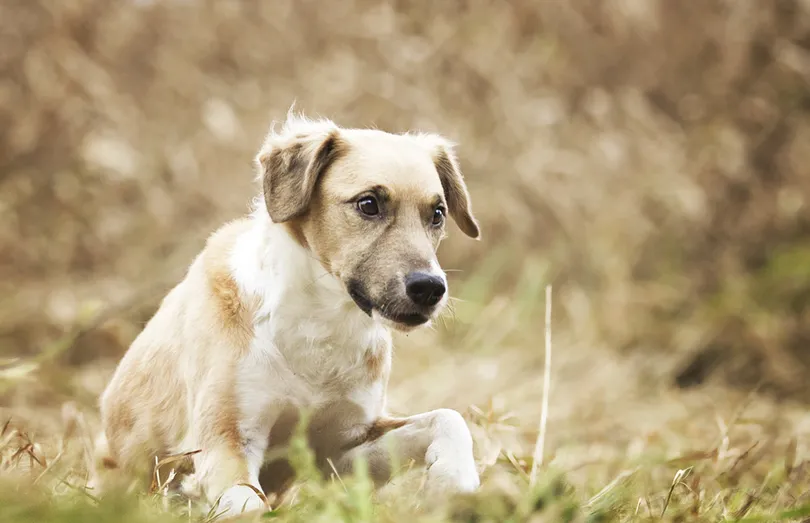 beautiful cute crossbreed dog puppy autumn background ( border collie, jack russel terrier, labrador,)