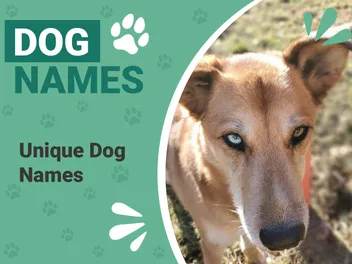 200+ Unique Dog Names With Meanings: Strong & Different Ideas