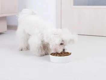 8 Best Dog Foods for Maltese in 2026 - Reviews & Top Picks