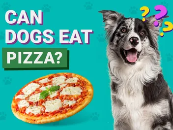 Can Dogs Eat Pizza? Vet-Verified Nutrition Facts & FAQ