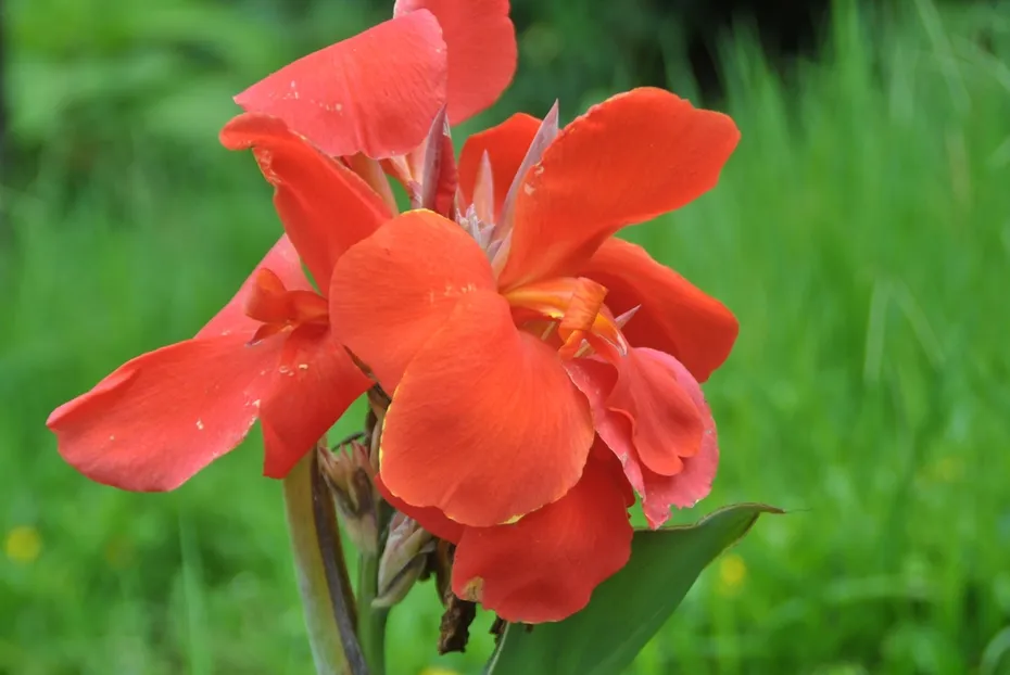 canna lily flower