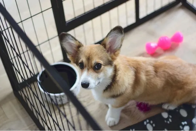 What Crate Size Does My Corgi Need? Make Them Comfortable! (Vet-Reviewed)