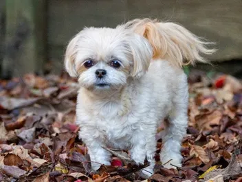 How Much Does a Shih Poo Cost? 2026 Price Guide