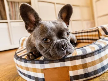 15 French Dog Breeds: Info, Pictures, Temperament & More