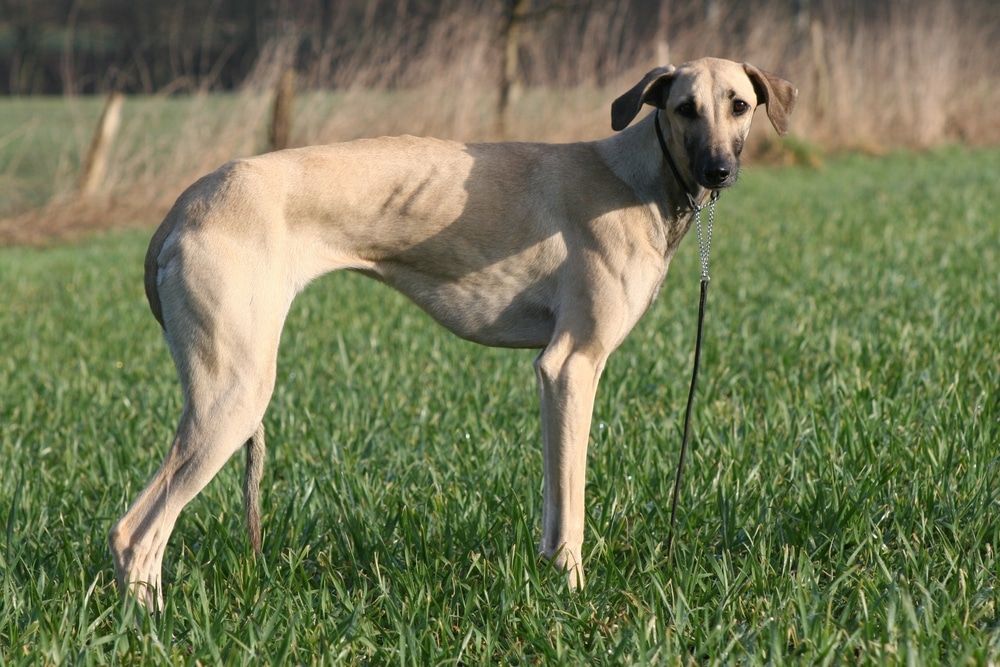 A Sloughi dog on a meadow