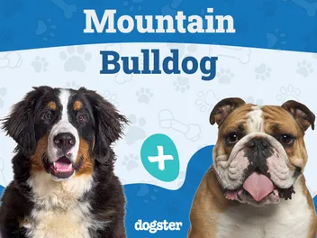 Mountain Bulldog (Bernese Mountain Dog & Bulldog Mix): Info, Pictures, Care & More