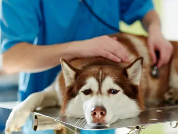 Lymphoma in Dogs: Signs, Causes, Treatment & FAQ (Vet Answer)