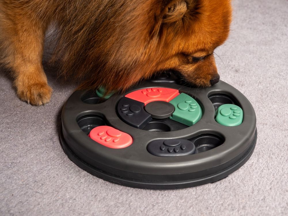 Training game for dogs