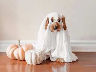 20 DIY Golden Retriever Halloween Costumes You Can Make Today! (With Pictures)