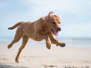 How Old Is 5 in Dog Years? Vet-Approved Guide to Each Size of Dog