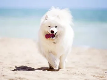 Samoyed Dog Breed: Info, Pictures, Care Guide & More