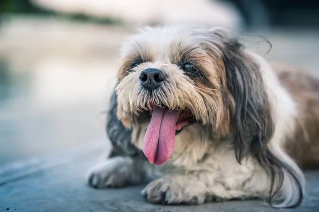 10 Reasons Why Your Shih Tzu Is Panting So Much: Vet Reviewed Causes