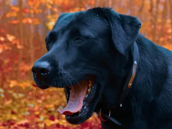 Why Is My Dog Coughing Like Something Is Stuck in His Throat? Our Vet Answers