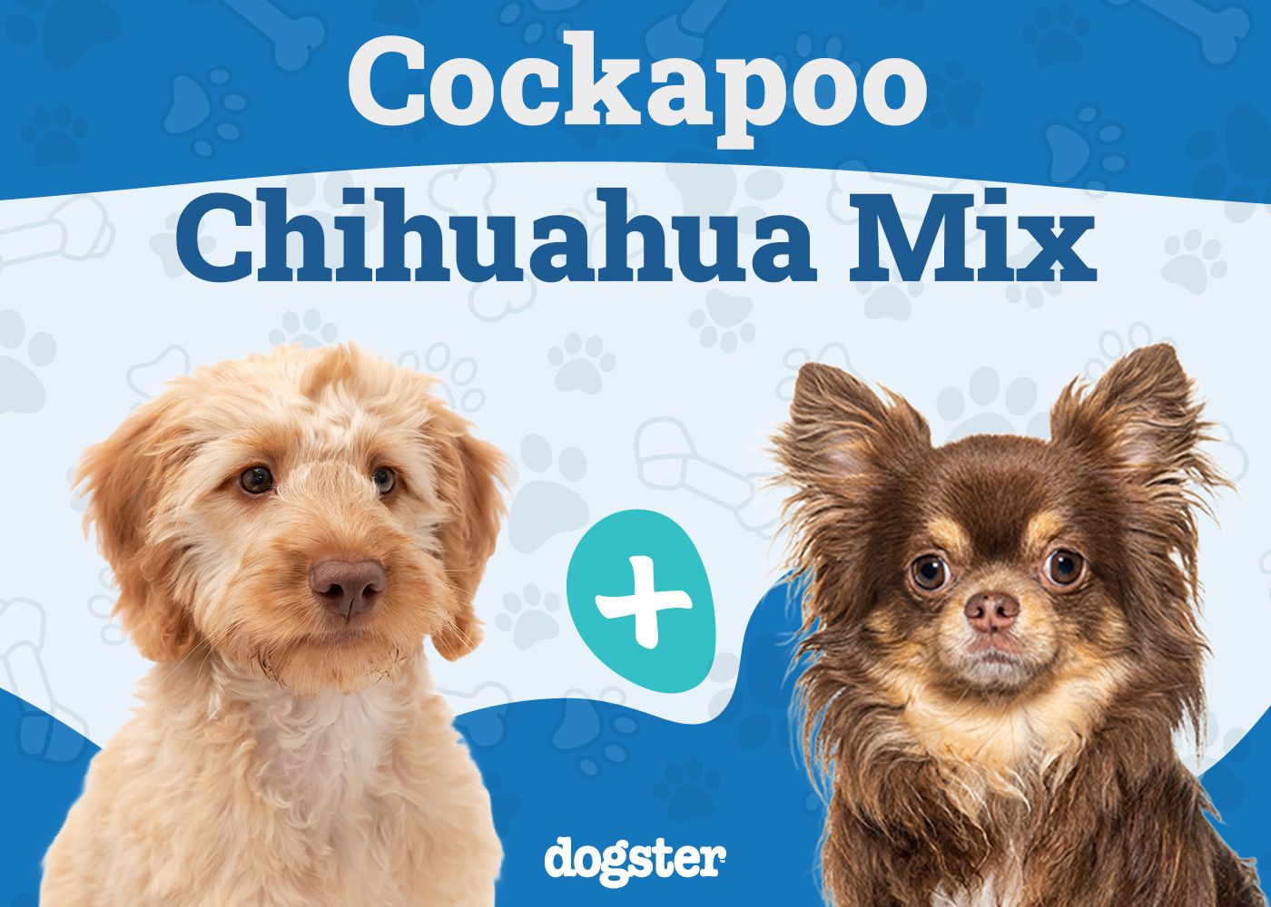 Cockapoochi - cockapoo chihuahua mix