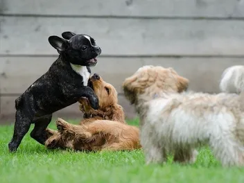 When Is It Safe to Expose Puppies to Other Dogs? Vet-Verified Health Safety Facts & Tips