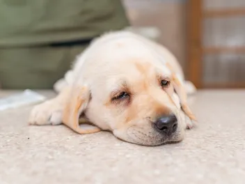 My Puppy Is Having Seizures – What’s Going On? (Vet Answer)