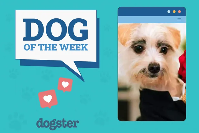 Dogster Photo Contest: Dogs of the Week Winners (November 8, 2024)