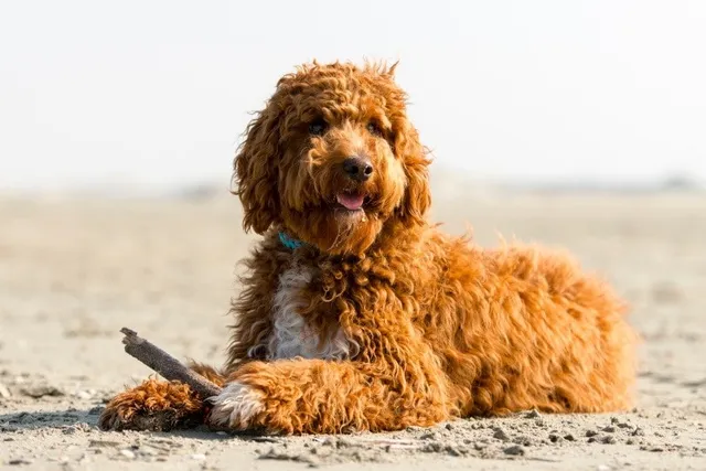 Irish Doodle (Irish Setter & Poodle Mix) Dog Breed: Info, Pictures, Care Guide & Traits