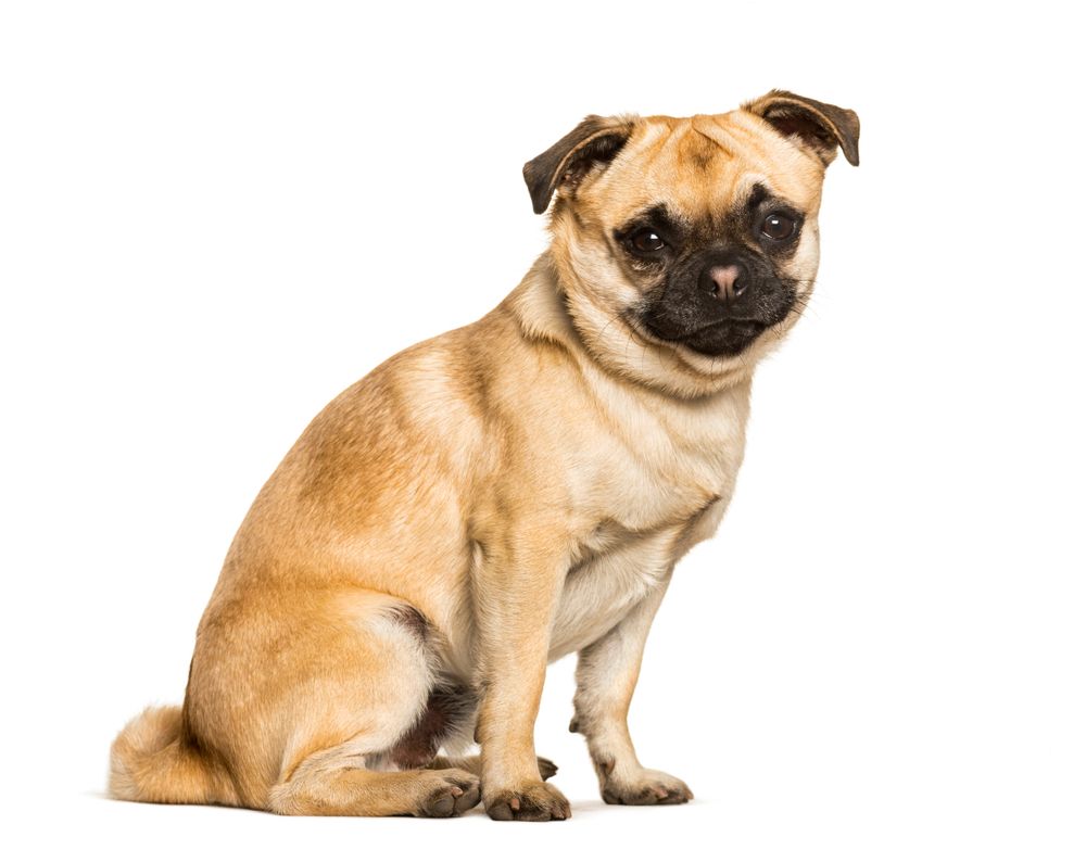 Chug dog in white background