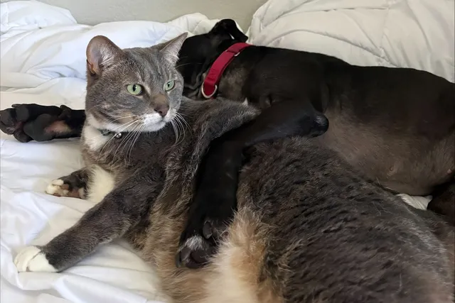 From Fighting Ring to Cuddle Monster: Eli and the Importance of Fostering