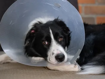 How Long Does It Take a Dog to Recover From Being Neutered? Vet-Approved Facts