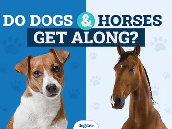 Can Horses and Dogs Be Friends? 7 Safe Introduction Tips (Vet Answer)