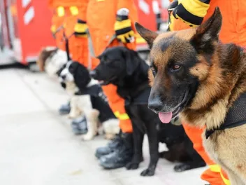 Search & Rescue Dogs: What They Are & What They Do (Vet-Verified)