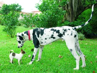 Great Dane Chihuahua Mix: Is It Possible? Vet-Verified Facts, Ethics & Risks