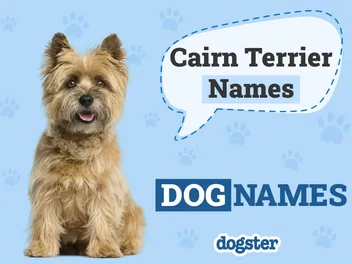 200+ Popular & Unique Cairn Terrier Names