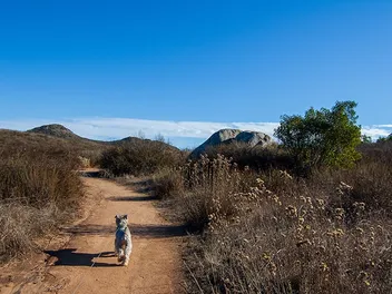 10 Dog-Friendly Trails in San Diego You Can Visit in 2026