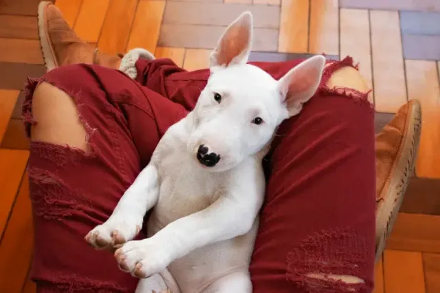 What Breed of Dog Is Walter? Famous Dogs Explained!