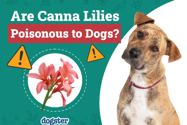 Are Canna Lilies Poisonous to Dogs? Vet-Verified Facts & Safety