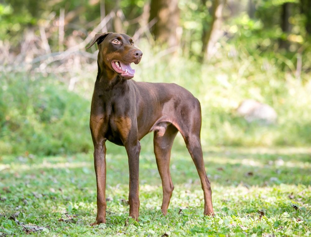 Red Doberman Pinscher dog with natural uncropped ears standing outdoors