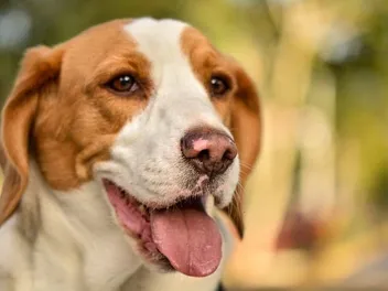 Lemon Beagle: Info, Pictures, Origin & History