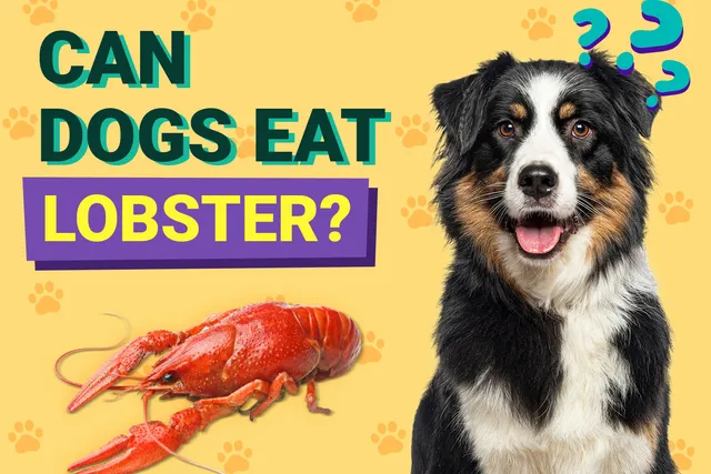 Can Dogs Eat Lobster? Vet-Approved Facts & FAQ