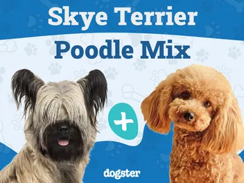 Skypoo (Skye Terrier & Poodle Mix) Dog Breed: Info, Pictures, Care & Traits