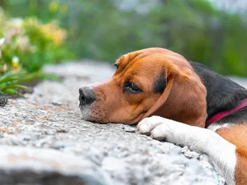 Does My Beagle Have Separation Anxiety? 4 Signs & How to Help Them