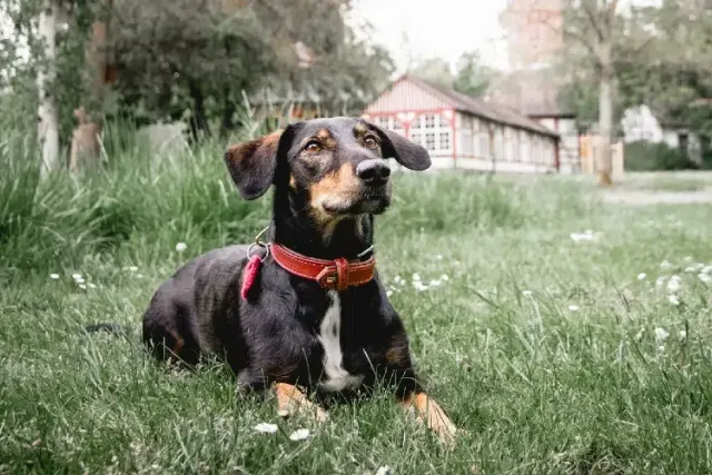 8 Amazing Off-Leash Dog Parks in Germany (2026 Update)