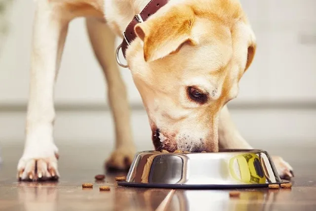 How Much Food to Feed a Lab: Feeding Guide & Nutritional Tips