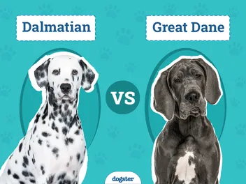 Dalmatian vs Great Dane: Key Differences (With Pictures)