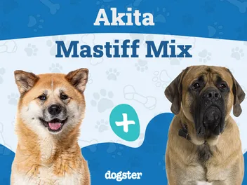 Akita Mastiff Mix: Info, Pictures, Care & More