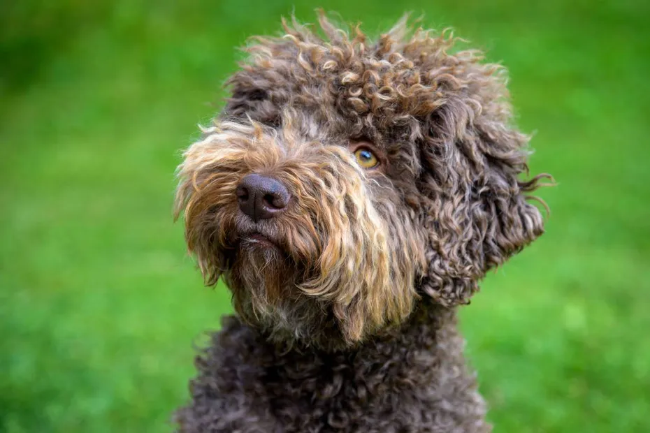 Lagotto Romagnolo