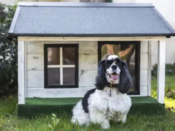 How to Train a Dog to Use Their Dog House: 4 Vet-Approved Tips