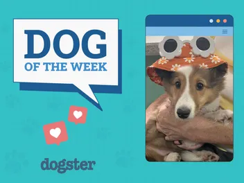 Dogster Photo Contest: Dogs of the Week Winners (May 1, 2025)